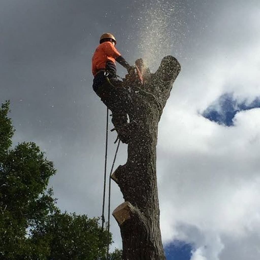 tree cutting 1024x1024 (1)