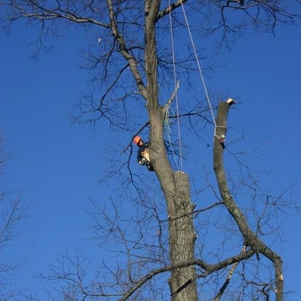 tree removal worker 1024x1024 (1)